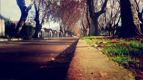 Empty road along trees