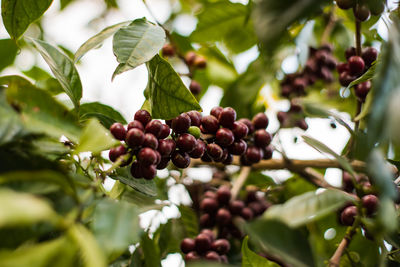 Close-up of berries growing on tree