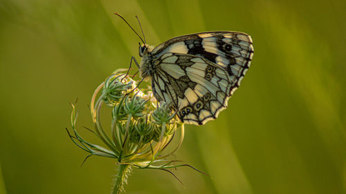 Marbled white english butterfly black spotted wings perched on wild flowers spring view