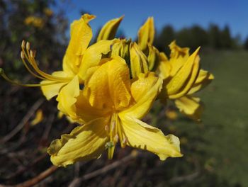 Close-up of yellow flower