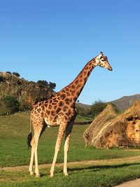 View of giraffe on field against clear sky