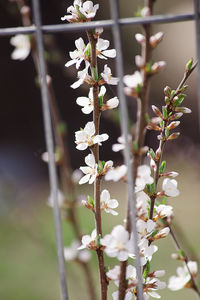 Close-up of white flowering plant