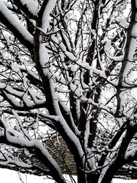 Low angle view of tree against sky