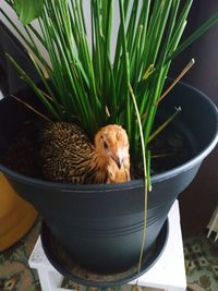 Portrait of cat in potted plant