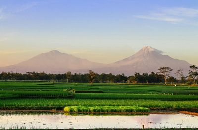 Scenic view of agricultural field against sky