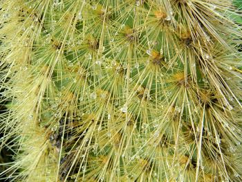 Full frame shot of grass