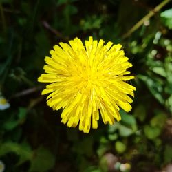 Close-up of yellow flowers