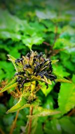 Close-up of spider on plant