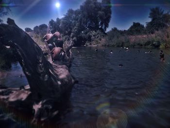 Reflection of trees in water