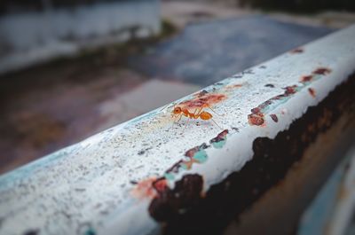 Close-up of rusty metal