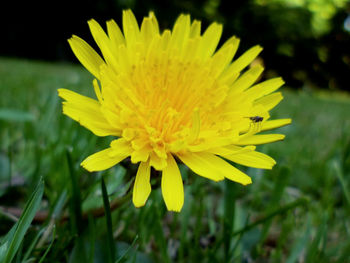 Close-up of insect on yellow flower blooming outdoors