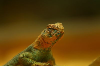 Close-up of lizard