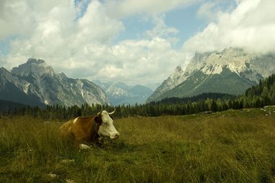 Scenic view of grassy field against cloudy sky