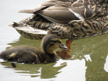 Duck swimming in a lake