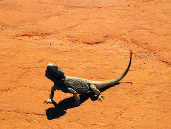 Lizard on ground