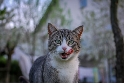 Close-up portrait of cat by tree