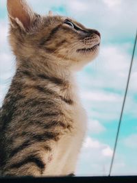 Close-up of a cat looking away