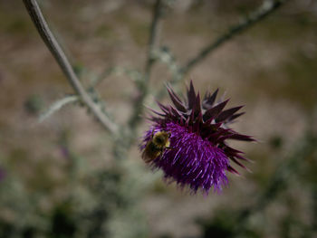 Close-up of purple thistle blooming outdoors