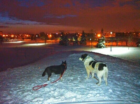 animal themes, domestic animals, snow, winter, cold temperature, mammal, season, pets, dog, one animal, night, weather, illuminated, building exterior, walking, nature, street, built structure, architecture, dusk