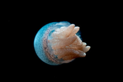 Close-up of jellyfish against black background