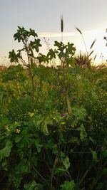 Scenic view of flowering plants on field against sky