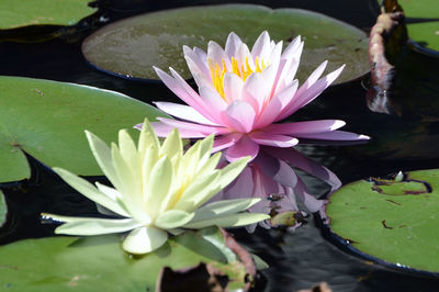 Close-up of lotus water lily in pond