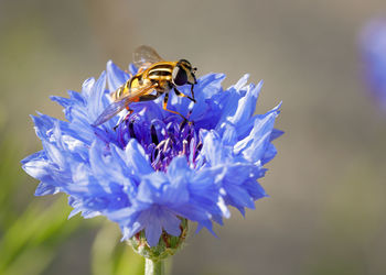 Close-up of bee pollinating on purple flower