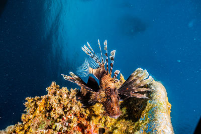 Close-up of fishes swimming in sea