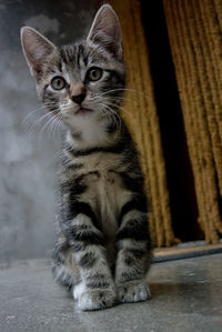 Close-up portrait of cat sitting