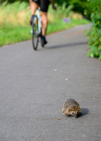 transportation