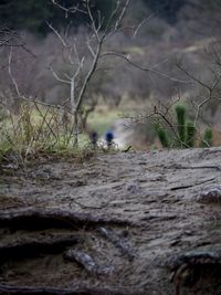 Close-up of lizard on tree