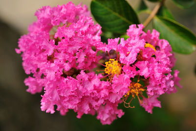 Close-up of pink flowering plant