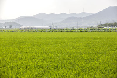 Scenic view of grassy field against mountains
