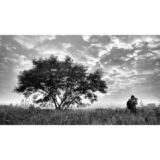tree, transfer print, sky, tranquility, tranquil scene, landscape, auto post production filter, scenics, beauty in nature, nature, field, cloud - sky, growth, non-urban scene, cloud, outdoors, day, no people, non urban scene, idyllic