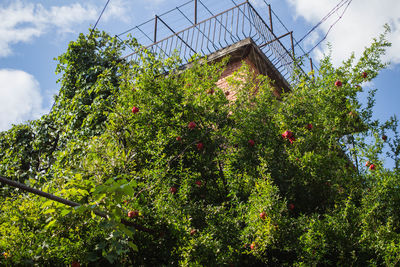 Low angle view of ivy growing on tree