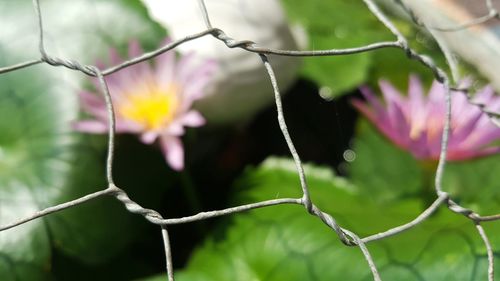 Close-up of flower growing on tree