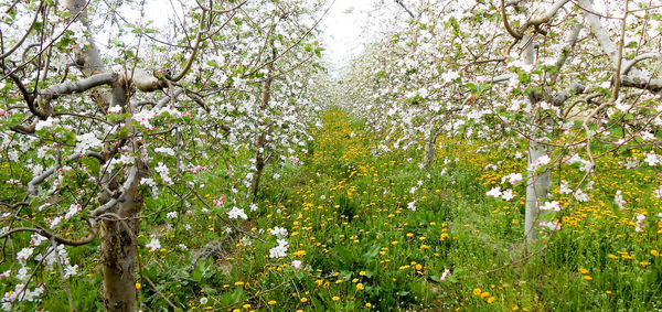 Low angle view of blooming tree