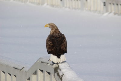 Bird perching on a lake