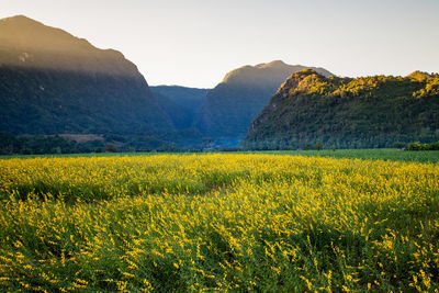 Yellow flowers growing on field