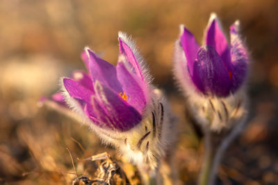 Close-up of purple crocus flowers on field