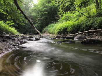 River flowing amidst trees in forest