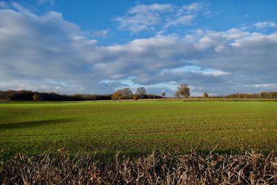 Scenic view of agricultural field against sky