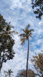 Low angle view of palm trees against sky