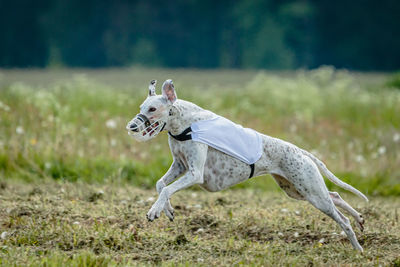 Whippet dog in white shirt running and chasing lure in the field on coursing competition