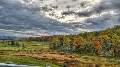 Trees on field against sky