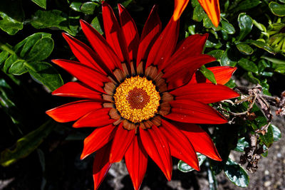 Close-up of yellow flower