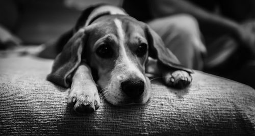 Close-up portrait of a dog