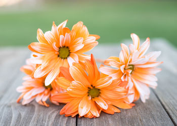 Close-up of orange flowers on table