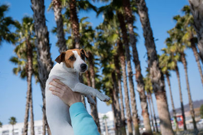 Close-up of dog