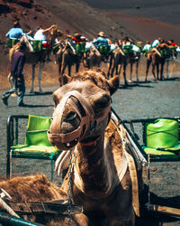 Horse standing on field